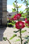 Bed & Breakfast Chambres D'h�tes Du Jardin
