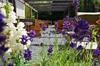 Lodge Seaside Boutique Hotel