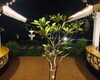 Plumeria Luxury Villas