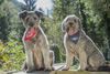 Hotel Mair Am Ort (Dog Hotel)