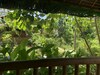 Hotel Bohol Garden Homes
