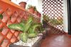 Apartamentos Jungle House