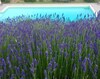 Agroturismo Poggio Corsucci
