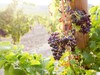 Domaine de Saint Obre