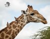 Posada African Spirit Game Lodge