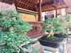 Hotel Mikuk Homestay