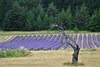 Bed & Breakfast Domaine Des Gendalis