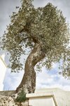 Agroturismo Masseria Calderisi