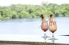 Iberostar Heritage Grand Amazon - All Inclusive