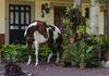 Agroturismo Chalet de Colombo Hotel