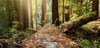Apartamento Heartwood Mountain Sanctuary