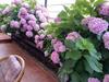 Hostal Guest House Maggy