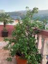 Apartment Kuljic