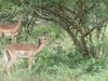 Posada Kruger Maroela Lodge
