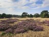 Comfortable And Detached Chalet With Terrace Near The Veluwe