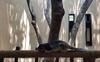 Hotel Birds Park Polgahawela