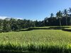 Bed & Breakfast Puri Raya Villa Ubud