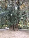 Bed & Breakfast Il Gelsomino