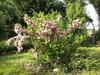 Bed & Breakfast I Pioppi Cipressini