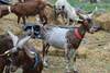 Les Gites De La Ferme