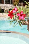 Samui First House Hotel