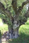 Caba�a En Olivar Centenario Agroecol�gico Tutuna