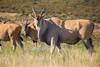 Lodge Botlierskop Private Game Reserve