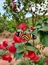 Len��is Eco-su�te