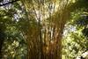 Hospedaje Los Pinos, Caba�a En Minca