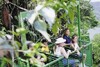 Hotel Gamboa Rainforest Resort