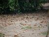 Bed & Breakfast Kastellren - Le Coin Nature � Rennes