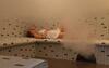 Camping L'abri Des Pins