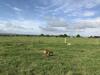 Apartamento Rew Farm Country & Equestrian Accommodation - The Skilling