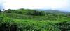 Lodge Sabah Tea Garden @ Cottages