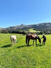 Agroturismo Agriturismo Lu Branu