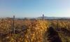 Hostal Koczor Winery & Guesthouse