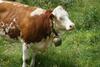 Agroturismo Gut Neusess