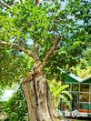 Apartamento Homestay de La Rosa - C�n ??o
