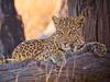 Lodge Imagine Africa Luxury Tented Camp