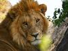 Serengeti Wild Camp