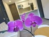 Hotel Class Suites By Colclick