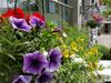 Hotel Accent Inns Burnaby