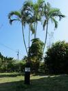 Bed & Breakfast Shangrila Homestay
