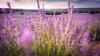 Apartamentos Rurales Flor de Lavanda