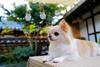 Hostal Jeonju Hanok Village Jamanjae
