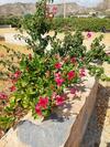 Bed & Breakfast Casa Rural Mas Solana