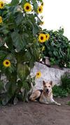 Finca Brujita Del Drago - Authentic And Peaceful