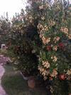 Agroturismo Caba�as de Madera Y Bungalows - Gilma�as 3