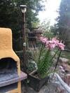 Agroturismo Caba�as de Madera Y Bungalows - Gilma�as 3