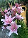 Agroturismo Caba�as de Madera Y Bungalows - Gilma�as 3